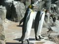東武動物公園_ペンギン