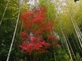三景園の紅葉